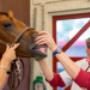 Dierenkliniek Ridderkerk Hoofdlocatie