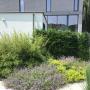 Bamboe en vaste planten
