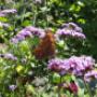 Vlinders in uw tuin