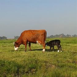Boerderij Camping De Appelhoek