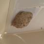 wespen nest door het plafon