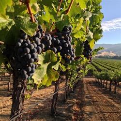 Les Grands Vins