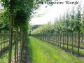 bomen groothandel voor hoveniers, groenvoorzieningsbedrijven