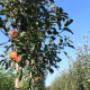 Door een bezoeker 17-02-2016 geüpload - Frowein Boomkwekerij