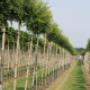 Door een bezoeker 17-02-2016 geüpload - Frowein Boomkwekerij
