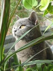Kattenhotel Alles is liefde