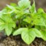 Quik's Quality Potatoes Hedel