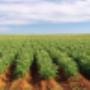 Quik's Quality Potatoes Hedel