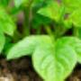 Quik's Quality Potatoes Hedel