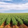 Quik's Quality Potatoes Hedel