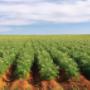 Quik's Quality Potatoes Hedel