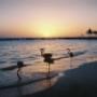 Aruba