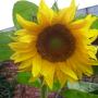 Hoveniersbedrijf en Tuinadviesbureau De Vlinder