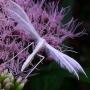 Hoveniersbedrijf en Tuinadviesbureau De Vlinder