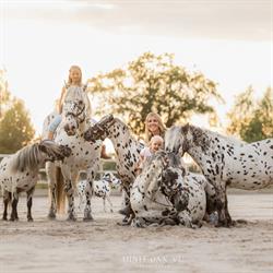 Human & Horse Academy