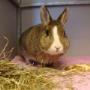 Kliniek voor Gezelschapsdieren
