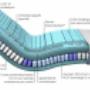 Kooistra Wonen & Slapen
