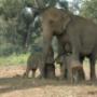 Stichting Tamsarya