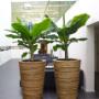 Roessink Interieurbeplanting