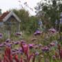 Rode Pimpernel Vaste Plantenkwekerij -Tuinontwerp De