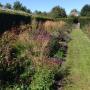Rode Pimpernel Vaste Plantenkwekerij -Tuinontwerp De