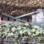 Rode Pimpernel Vaste Plantenkwekerij -Tuinontwerp De