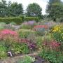 Rode Pimpernel Vaste Plantenkwekerij -Tuinontwerp De