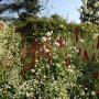 Rode Pimpernel Vaste Plantenkwekerij -Tuinontwerp De