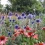Rode Pimpernel Vaste Plantenkwekerij -Tuinontwerp De