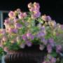 Rode Pimpernel Vaste Plantenkwekerij -Tuinontwerp De