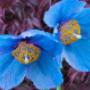 Rode Pimpernel Vaste Plantenkwekerij -Tuinontwerp De