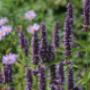 Rode Pimpernel Vaste Plantenkwekerij -Tuinontwerp De