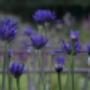 Rode Pimpernel Vaste Plantenkwekerij -Tuinontwerp De