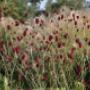 Rode Pimpernel Vaste Plantenkwekerij -Tuinontwerp De