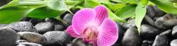 Cees Lievaart, regressietherapeut, magnetiseur en Reiki-Master