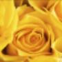 Bloemengroothandel W J van Egmond