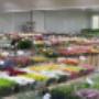 Bloemengroothandel W J van Egmond