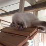 Binnenkamer Kattenhotel In2Cats blokken