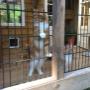 Buitenren Kattenhotel In2Cats 2