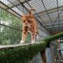 Buitenren Kattenhotel In2Cats