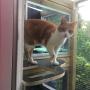 Buitenren slootzijde bij Kattenhotel In2Cats