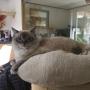 Ragdoll in de keuken bij Kattenhotel In2Cats