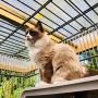 Raskatten bij Kattenhotel In2Cats