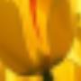 748fe029e75594b44452f47d4065b8