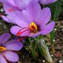 Saffraan bloem