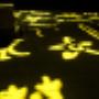 Hieroglyphs