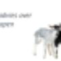 crimpenerwaert_dierenartsen_01
