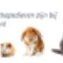 crimpenerwaert_dierenartsen_08