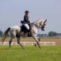 Dressuur