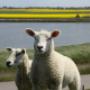 Dierenkliniek Meerkerk